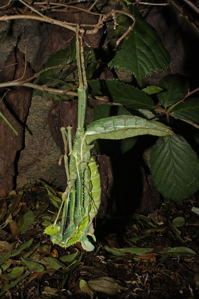 Weibchen der Malaiische Riesengespenstschrecke (Heteropteryx dilatata) während der Adulthäutung